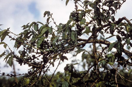 MHA-32