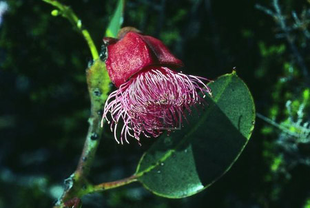 SUT-00654