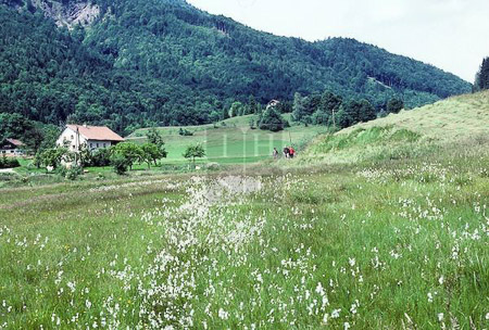 SUT-03145
